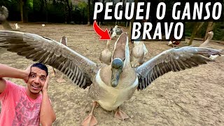 Separando casal de ganso africanos para projeto Buff  Ganso Bravo  Pombo no ninho  Aves Recriar [upl. by Nav]