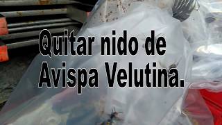 QUITAR NIDO DE AVISPA VELUTINA [upl. by Costin]