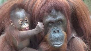 4K Who is a pretty baby orangutan [upl. by Ellimahs605]