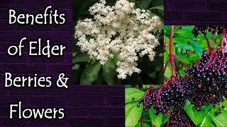 Benefits of Elderberries and Elderflowers [upl. by Aitas629]