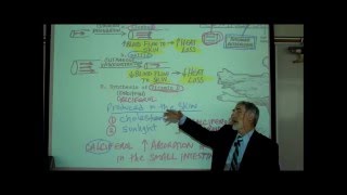 ANATOMY THE INTEGUMENT Part 1 by Professor Fink [upl. by Varion]