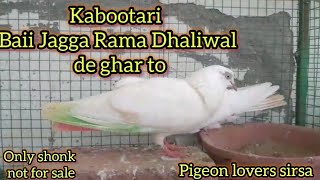 Baii Jagga Rama Dhaliwal de ghar to kabootari।। pigeon lovers।। pigeon kabootar [upl. by Chere748]