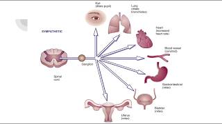 Adrenergic agonists [upl. by Eatnhoj707]