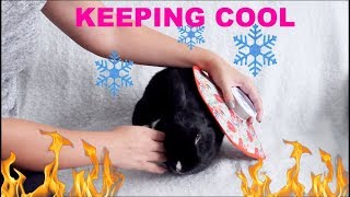 HOW TO KEEP YOUR RABBITS COOL IN THE SUMMER [upl. by Rahr615]