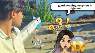 Today evening pigeon food feed live 😋 padhu PGN is live 🛑videos Tamil video pgn [upl. by Eceertal]