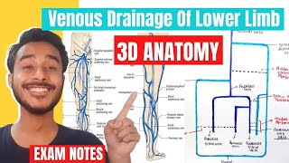 venous drainage of lower limb anatomy  lower limb venous drainage anatomy [upl. by Refotsirhc339]