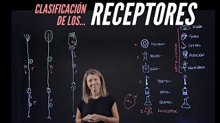 Tipos de receptores sensitivos según su modalidad localización y estructura [upl. by Aissilem917]