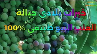 جبالة العنب الطبيعي البيولوجي من أفوزار غفساي تاونات [upl. by Hansen57]