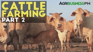 Cattle Farming Part 2  Zero Grazing Cattle Farming  Agribusiness Philippines [upl. by Yelir325]