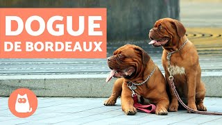 Dogue de Bordeaux  Characteristics and Training [upl. by Elocel]