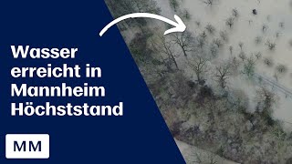 Hochwasser in Mannheim Höchststand wohl am Freitag [upl. by Clayberg]