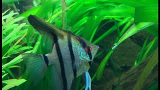 Pterophyllum scalare  Rio Nanay [upl. by Knowland626]