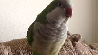 Quaker parrot doing EPIC SOUNDS [upl. by Mullins]