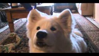 AMAZING TALKING SAMOYED [upl. by Goodson]