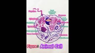 Labelled Animal Cell Diagram [upl. by Caro]