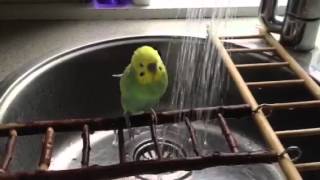 My budgie Joepie enjoying a shower [upl. by Adallard]