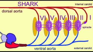 CVA3AORTIC ARCHESSHARKavi [upl. by Teddie]