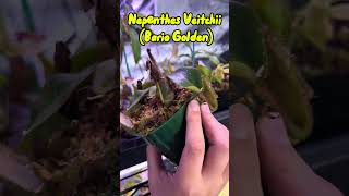 Nepenthes Veitchii “Bario Golden” pitcherplant garden garden carnivorousplant houseplants [upl. by Nedroj]