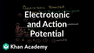 Electrotonic and action potentials  Human anatomy and physiology  Health amp Medicine  Khan Academy [upl. by Nylannej957]