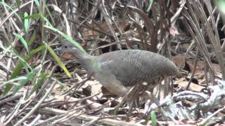 Undulated Tinamou [upl. by Natasha613]