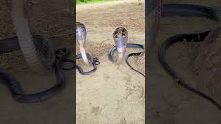 2 indian cobra snake 🐍 [upl. by Aiel]