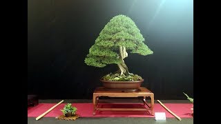 Cupressus sempervirens bonsai by Danilo Di Benedetto [upl. by Ner]