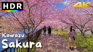 4K HDR Japan Cherry Blossoms  Kawazu Sakura [upl. by Irved]