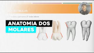 Anatomia dos Molares Entenda Sua Estrutura e Funções Essenciais [upl. by Renaud854]