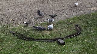 bownet trapping pigeons with remote control [upl. by Smalley]