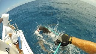 Palmyra Atoll Shark MarkRecapture Study Donor Video [upl. by Sholes]