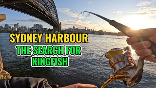 The search for Kingfish in Sydney Harbour [upl. by Fessuoy159]