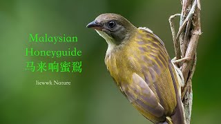 Malaysian Honeyguide  马来响蜜鴷 FULL HD [upl. by Nort605]