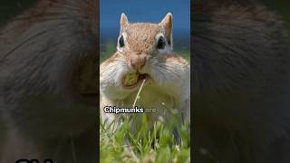 Chipmunks The Ecosystem Engineers You Never Knew Existed [upl. by Evania]