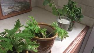 How to propagate easily citronella basil and fig cuttings [upl. by Dnalsor]