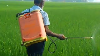 Pesticide spraying to rice plants by homemade pesticide spray machine steps rice cultivation process [upl. by Donata705]