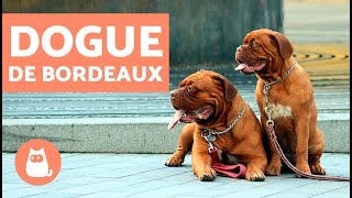 DOGUE de BORDEAUX  Caractéristiques et fiche technique [upl. by Oruam411]