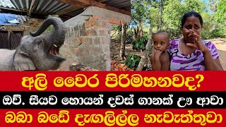 අලි වෛර පිරිමහනවද  ඔව් සීයව හොයන් දවස් ගානක් ඌ ආවා  බබා බඩේ දැඟලිල්ල නැවැත්තුවා [upl. by Merkle]