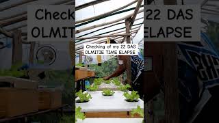 checkout my Hydroponically grown lettuce hydroponics kratkymethod thankyouforwatching [upl. by Ahcsatan]