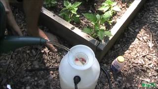 Simplest amp Cheapest Method To Prevent Blossom End Rot BER  Using Tums [upl. by Retniw449]