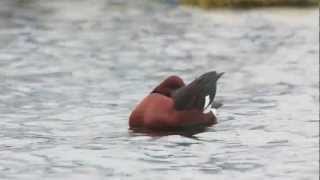 Fuligule nyroca  Ferruginous duck  Aythia nyroca [upl. by Cesaro218]