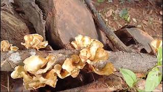 Luxuriant fruiting of Podoscypha petaloides [upl. by Tiedeman]