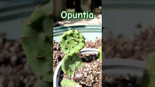 Opuntia ficus indica Feigen Kaktus 🌵 Ableger richtig setzen [upl. by Jewelle]