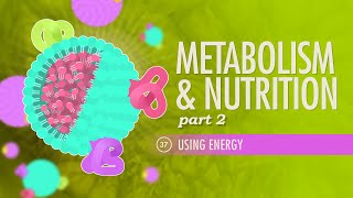 Metabolism amp Nutrition Part 2 Crash Course Anatomy amp Physiology 37 [upl. by Aaren]