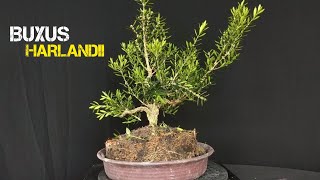 Membentuk Bonsai Buxus bonsaimalaysia [upl. by Wulfe367]