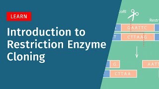 Introduction to Restriction Enzyme Cloning [upl. by Aicilyt]