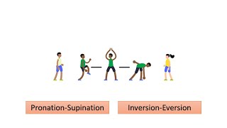 PronationSupination InversionEversion Prof Dr Md Ashfaqur Rahman [upl. by Eeima]