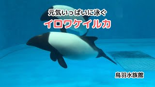 【鳥羽水族館】元気いっぱいに泳ぐイロワケイルカ  The Commersons Dolphin swimming energetically [upl. by Acinot354]