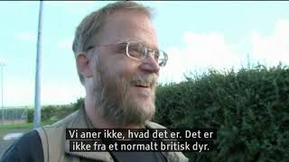 Danish cryptozoology documentary [upl. by Callean]