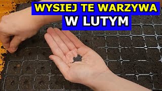 LUTY  Świetny Termin na Siewy tych Warzyw Co siać sadzić w Lutym Kalendarz Ogrodnika Warzywnika [upl. by Pani735]