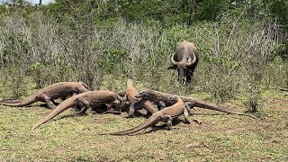 Mother Buffalo Rescue The Baby from Komodo Attack komodo wildlife [upl. by Merrow341]